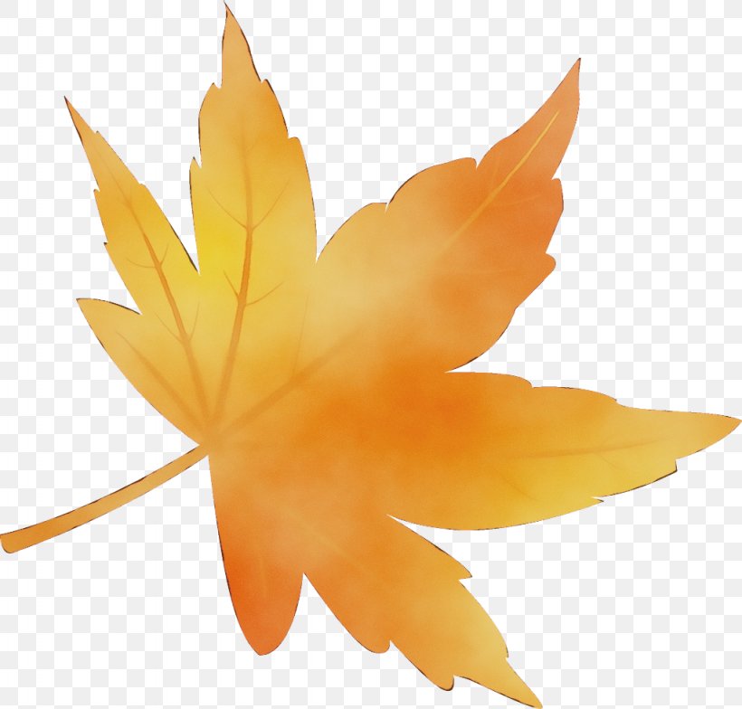 Maple Leaf, PNG, 1024x980px, Watercolor, Flower, Leaf, Maple Leaf, Orange Download Free