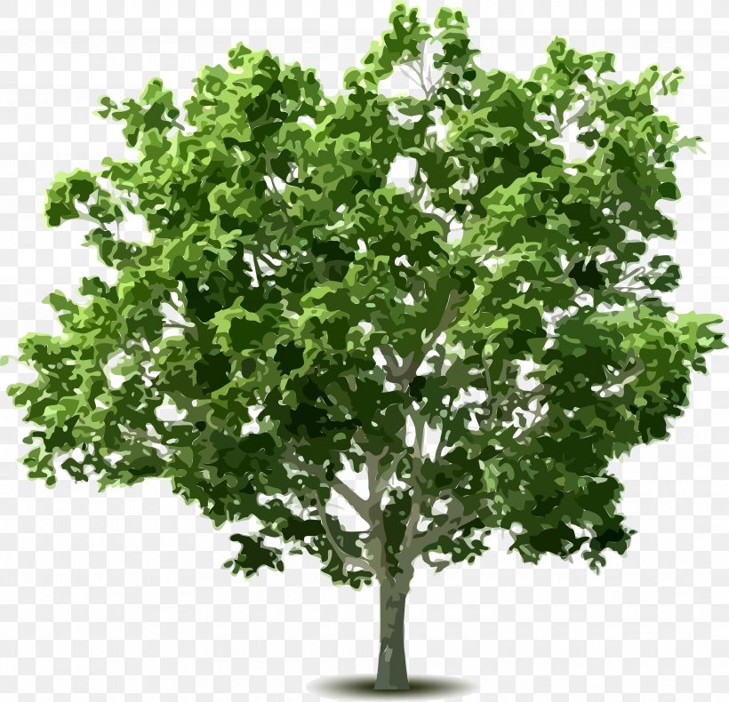Tree Shrub Clip Art, PNG, 3852x3712px, Tree, Apples, Branch, Cdr, Deciduous Download Free