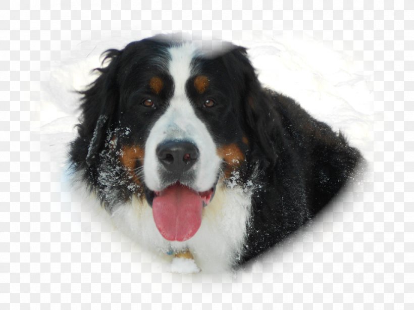 Bernese Mountain Dog Greater Swiss Mountain Dog Dog Breed Companion Dog, PNG, 886x664px, Bernese Mountain Dog, Breed, Breed Group Dog, Carnivoran, Companion Dog Download Free