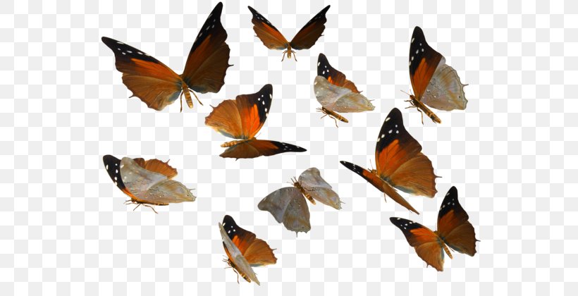 Butterfly Insect Clip Art, PNG, 600x420px, Butterfly, Arthropod, Brush Footed Butterfly, Editing, Information Download Free