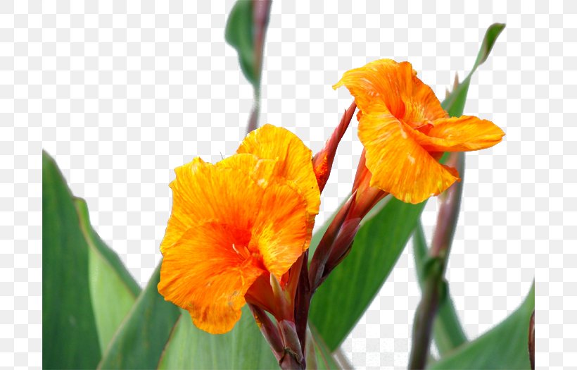 Canna Indica Flower Icon, PNG, 700x525px, Canna Indica, Canna, Canna Family, Canna Lily, Cattleya Download Free
