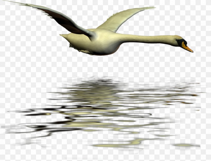 Duck Cygnini Swan Goose Bird, PNG, 941x718px, Duck, Anatidae, Animal, Beak, Bird Download Free