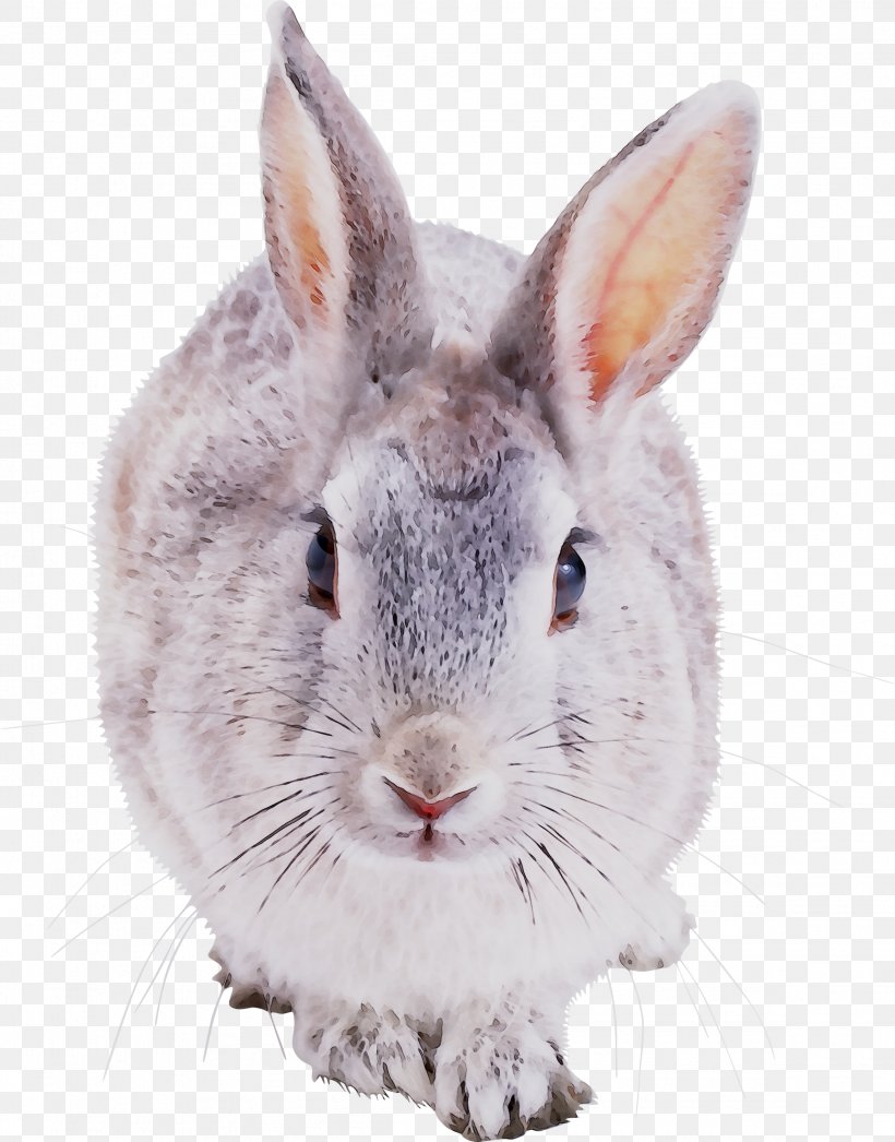 Hare European Rabbit Domestic Rabbit Clip Art, PNG, 2315x2955px, Hare, Animal Figure, Domestic Rabbit, Drawing, Ear Download Free