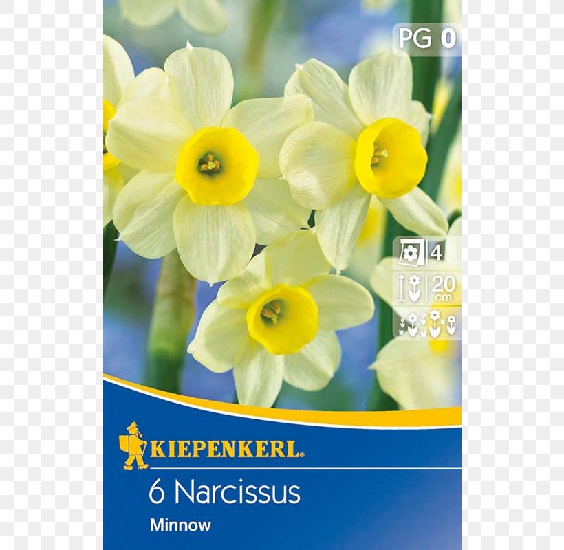 Narcissus Yellow Bunch-flowered Daffodil Petal Flora, PNG, 800x800px, Narcissus, Amaryllis Family, Botany, Bunchflowered Daffodil, Daffodil Download Free
