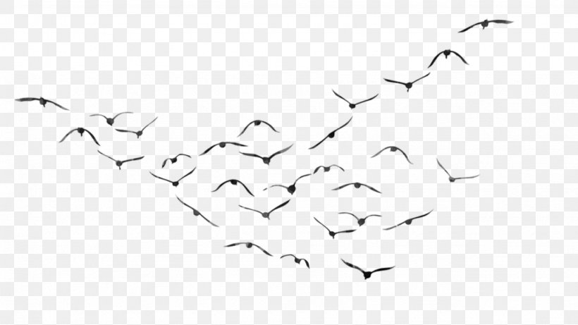 Bird PicsArt Photo Studio Desktop Wallpaper, PNG, 1024x576px, Bird, Animal Migration, Beak, Bird Migration, Black Download Free