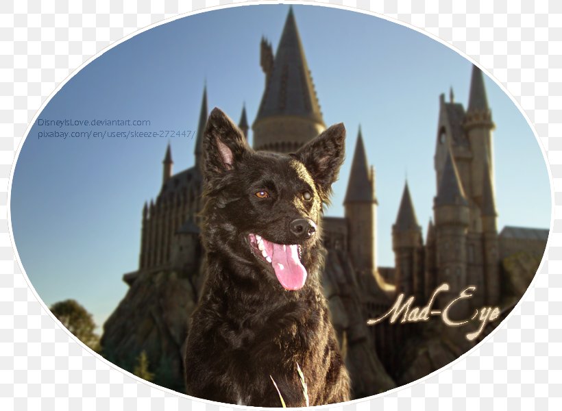 Dog Breed Schipperke The Wizarding World Of Harry Potter Universal's Islands Of Adventure Snout, PNG, 800x600px, Dog Breed, Breed, Dog, Dog Breed Group, Dog Like Mammal Download Free