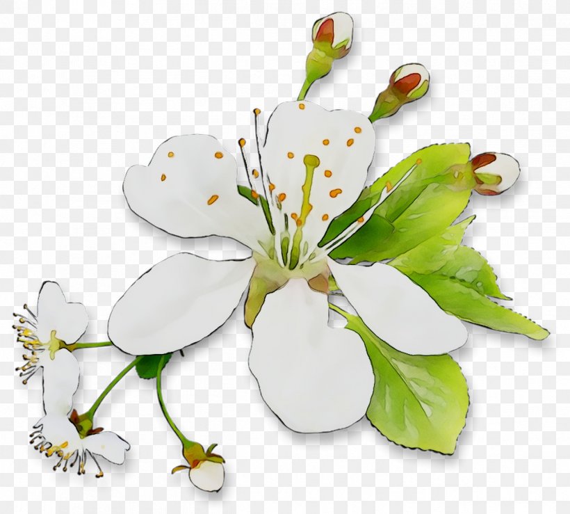 Floral Design Cut Flowers Plant Stem, PNG, 1247x1125px, Floral Design, Alismatales, Alstroemeriaceae, Blossom, Botany Download Free