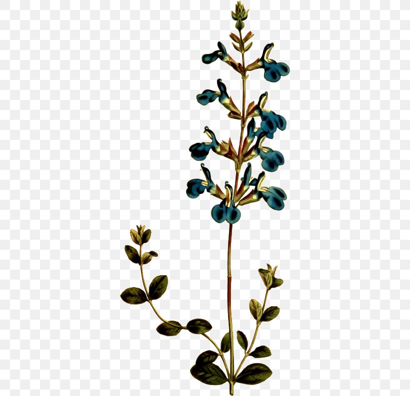 Germander Sage Common Sage Wall Germander Plants Flower, PNG, 340x793px, Common Sage, Branch, Dish, Drawing, Flora Download Free