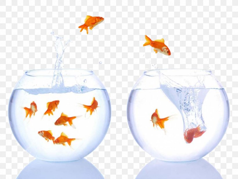 Goldfish Innovation Information Learning LinkedIn Pulse, PNG, 1024x768px, Goldfish, Business, Fish, Idea, Industry Download Free