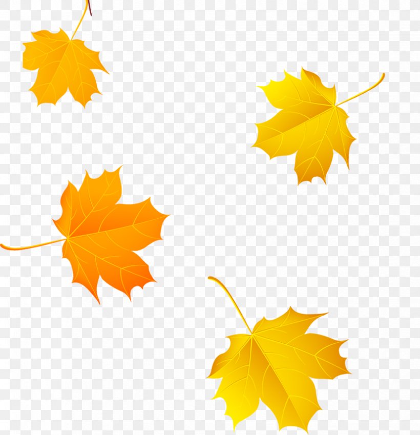 Maple Leaf Maple Leaf Autumn Leaf Color, PNG, 829x859px, Leaf, Autumn, Autumn Leaf Color, Black Maple, Canadian Gold Maple Leaf Download Free