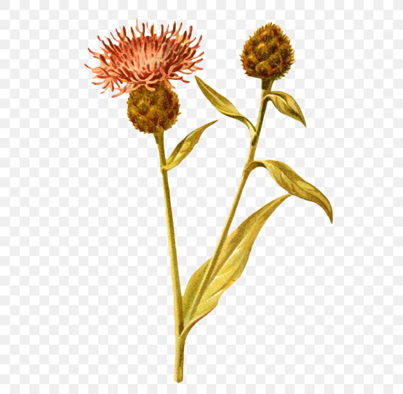 Plant Green Dandelion Drawing, PNG, 580x800px, Plant, Blue, Chrysanths, Daisy Family, Dandelion Download Free
