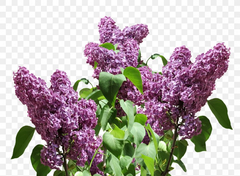 Purple Lavender Violet Lilac, PNG, 1280x940px, Purple, Color, Flower, Flowering Plant, Lavender Download Free