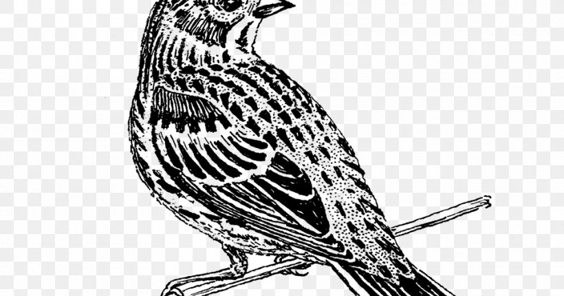 Book Black And White, PNG, 960x504px, Coloring Book, Animal, Beak, Bird, Black And White Download Free