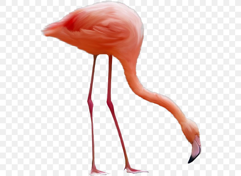 Flamingo Image File Formats Clip Art, PNG, 552x600px, Flamingo, Beak, Bird, Image File Formats, Lossless Compression Download Free
