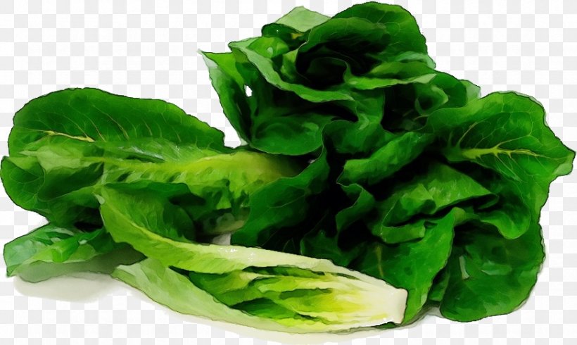 Leaf Vegetable Vegetable Food Lettuce Iceburg Lettuce, PNG, 872x522px, Watercolor, Food, Iceburg Lettuce, Leaf, Leaf Vegetable Download Free