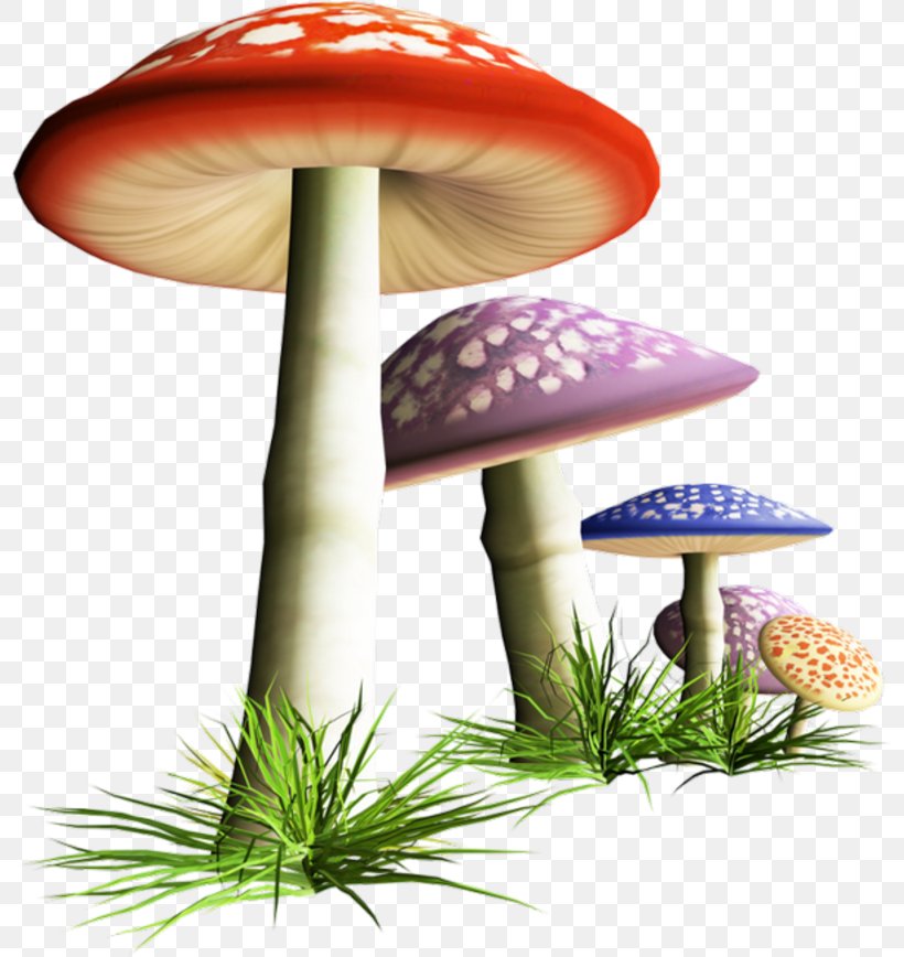 Mushroom Clip Art Illustration Image Desktop Wallpaper, PNG, 800x868px,  Mushroom, Agaric, Agaricaceae, Agaricomycetes, Agaricus Download Free