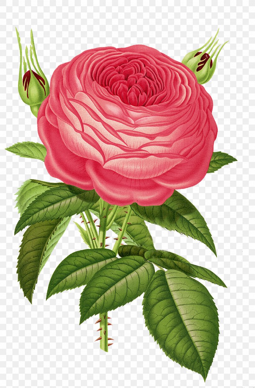 Old Roses And English Roses Heirloom Roses Flower Garden Roses, PNG, 2175x3307px, Old Roses And English Roses, Antique, Botanical Illustration, Botany, Bourbon Rose Download Free