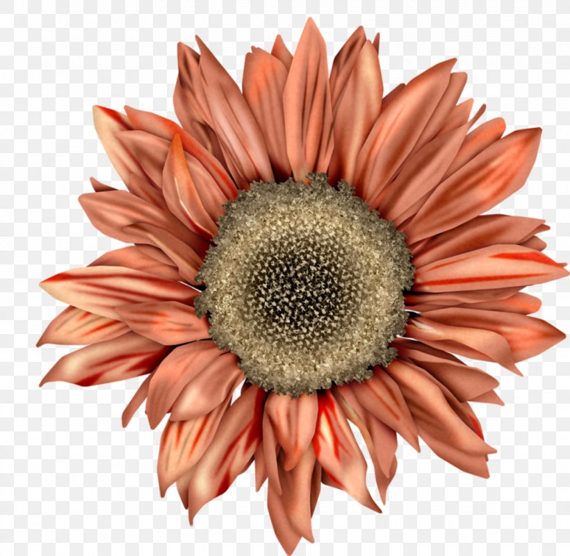 Common Sunflower Clip Art Image Illustration, PNG, 1024x999px, Common Sunflower, Asterales, Closeup, Daisy Family, Drawing Download Free