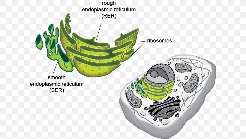 Smooth Endoplasmic Reticulum Eukaryote Cell Organelle, PNG, 622x465px