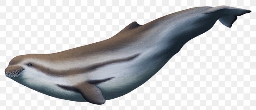 Tucuxi Porpoise Inermorostrum Xenops Cetacea, PNG, 1000x431px, Tucuxi, Animal Figure, Cetacea, Dolphin, Eocene Download Free
