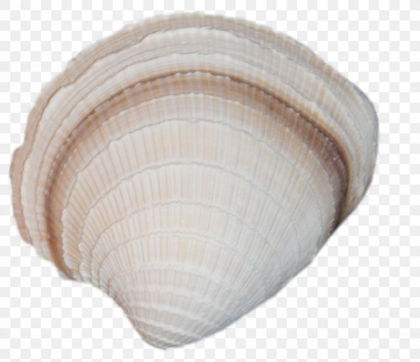 Clam Cockle Seashell Oyster Mussel, PNG, 900x775px, Clam, Clams Oysters Mussels And Scallops, Cockle, Conchology, Mussel Download Free