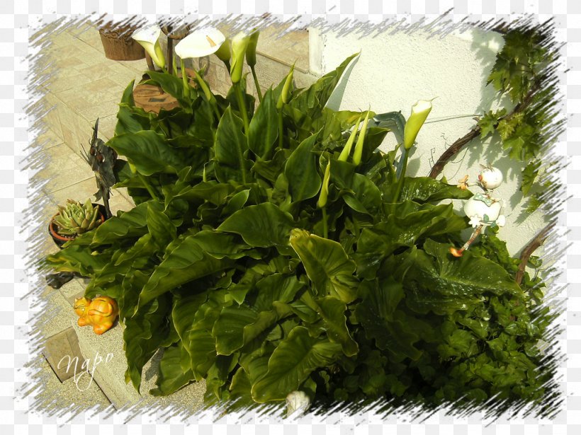 Spring Greens Herb Leaf Vegetable Afro-Ecuadorian, PNG, 1024x768px, Spring Greens, Flower, Herb, Leaf Vegetable, Plant Download Free