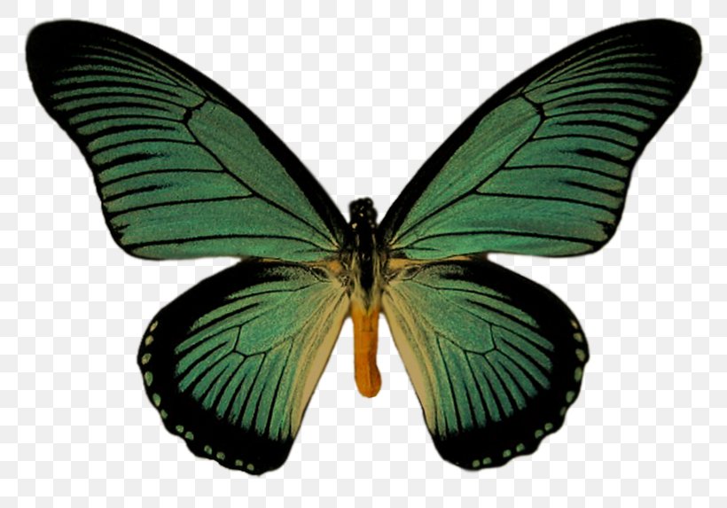 Swallowtail Butterfly Pale Clouded Yellow Birdwing, PNG, 800x573px, Butterfly, Arthropod, Birdwing, Black Swallowtail, Brush Footed Butterfly Download Free