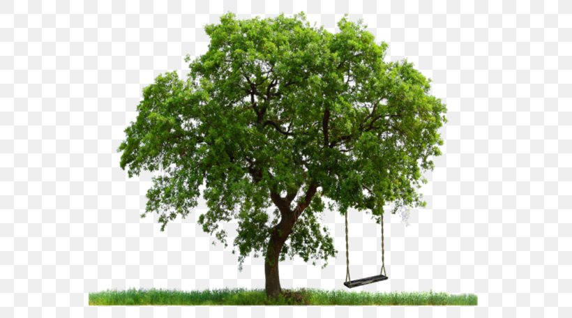 Tree Editing, PNG, 600x456px, Tree, Branch, Clipping Path, Display Resolution, Editing Download Free