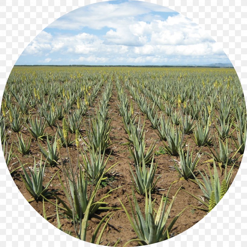 Aloe Vera Lip Balm Forever Living Products Plantation Gel, PNG, 1944x1944px, Aloe Vera, Agave, Agave Azul, Agriculture, Aloe Download Free