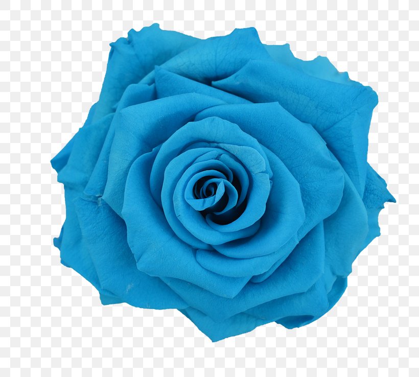 Blue Rose Flower Preservation, PNG, 738x738px, Rose, Aqua, Blue, Blue Rose, Cobalt Blue Download Free