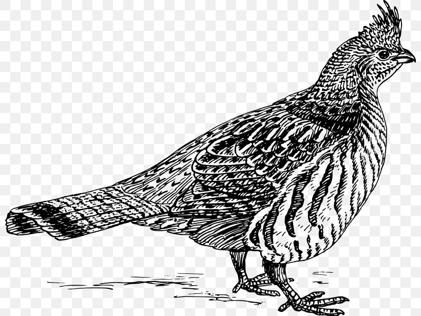 English Setter Bird Grouse Clip Art, PNG, 800x615px, English Setter, Beak, Bird, Black And White, Chicken Download Free