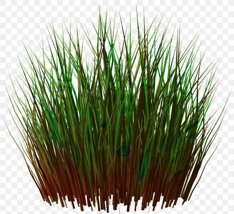 Green Grass Background, PNG, 2167x1984px, Vetiver, Animation, Chives, Chrysopogon, Chrysopogon Zizanioides Download Free