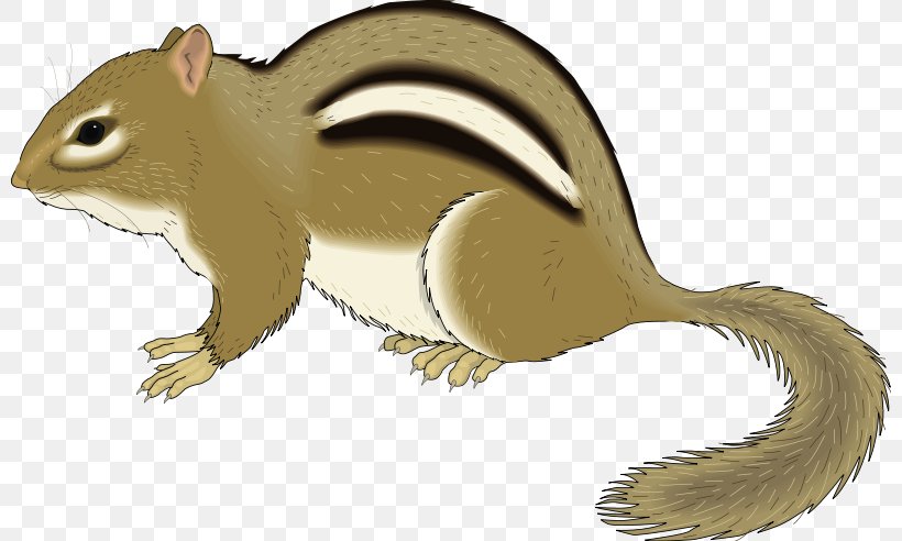 Chipmunk Squirrel Rodent Royalty-free Clip Art, PNG, 800x492px, Chipmunk, Animation, Carnivoran, Cartoon, Chip N Dale Download Free