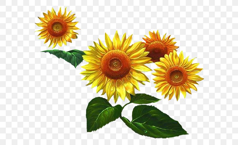 Cut Flowers Woman Wish Holiday, PNG, 620x500px, Cut Flowers, Annual Plant, Birth, Daisy Family, Flower Download Free