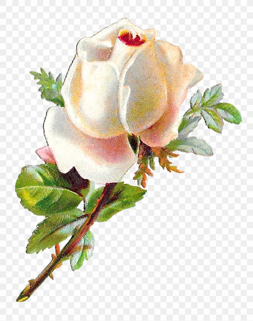 Garden Roses Cabbage Rose Cut Flowers, PNG, 1260x1600px, Garden Roses, Bud, Cabbage Rose, Cut Flowers, Flower Download Free
