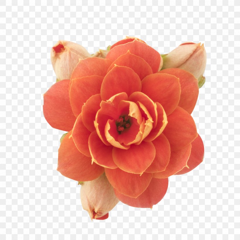 Garden Roses Cut Flowers Petal, PNG, 2000x2000px, Garden Roses, Closeup, Cut Flowers, Flower, Flowering Plant Download Free