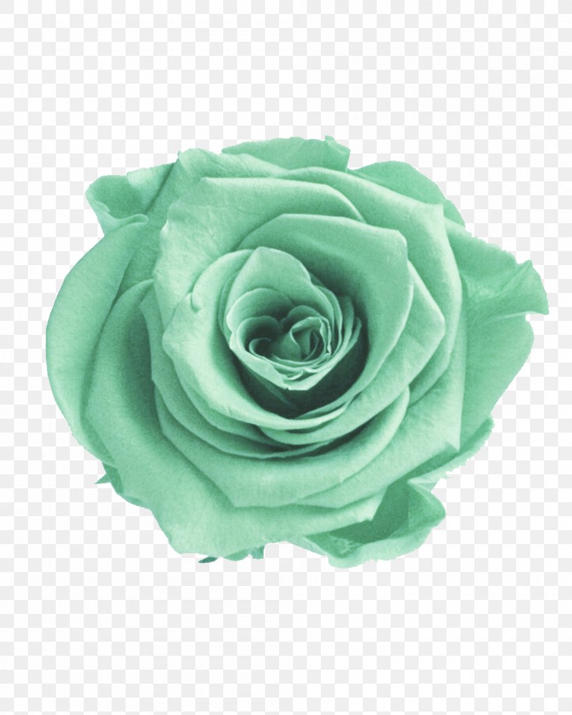 Garden Roses Green Flower Color, PNG, 1000x1250px, Rose, Aqua, Blue Rose, Color, Cut Flowers Download Free