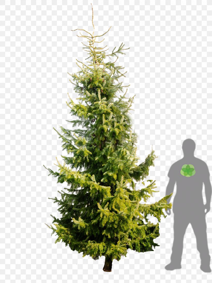 Spruce Christmas Ornament Fir Christmas Tree Pine, PNG, 900x1200px, Spruce, Christmas, Christmas Decoration, Christmas Ornament, Christmas Tree Download Free