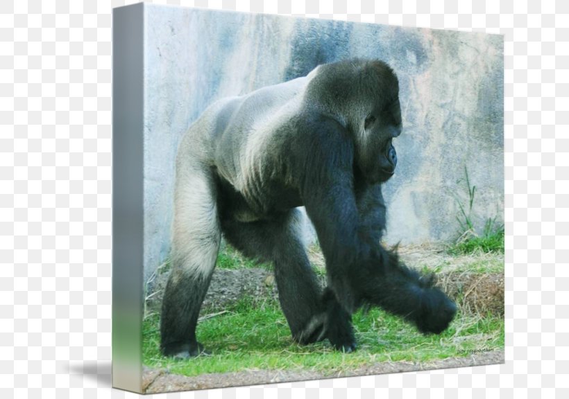 Western Gorilla Chimpanzee Art Wildlife Terrestrial Animal, PNG, 650x576px, Western Gorilla, Animal, Art, Chimpanzee, Fauna Download Free