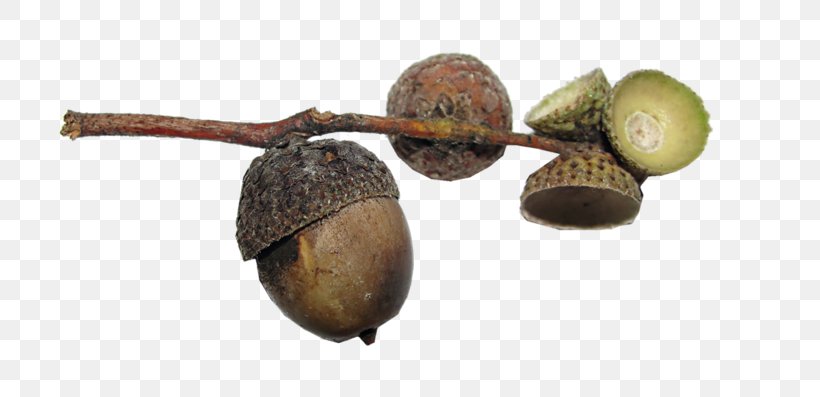Acorn Walnut Bur Oak English Oak Fruit, PNG, 800x397px, Acorn, Autumn, Bur Oak, Ear, English Oak Download Free