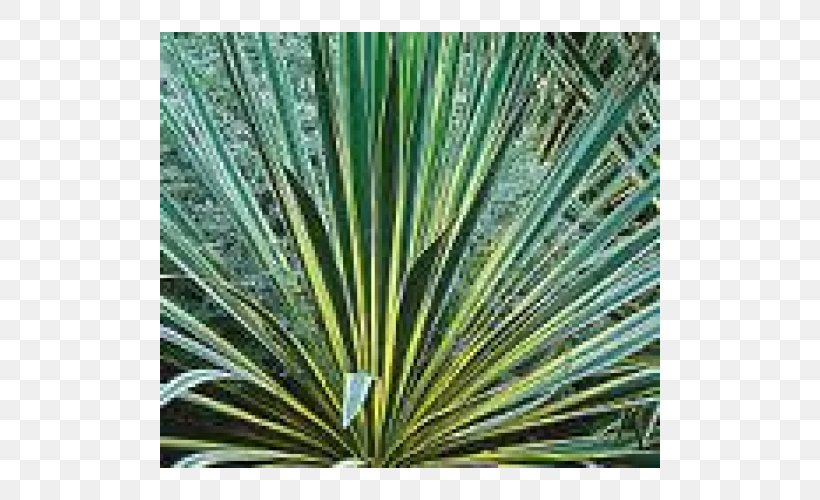 Adam's Needle Garden Agave Plant Shrub, PNG, 500x500px, Garden, Agave, Agave Azul, Arecales, Flower Download Free