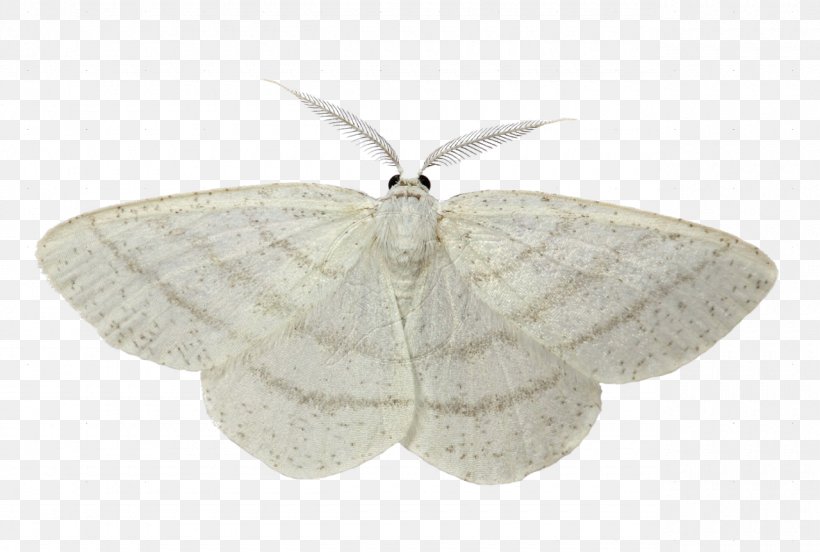 Butterfly Luna Moth Common White Wave Cabbage Moth, PNG, 1280x863px, Butterfly, Animal, Arthropod, Automeris Io, Bombycidae Download Free