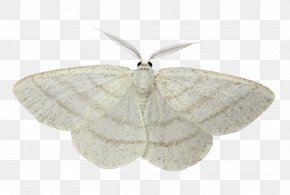 Venezuelan Poodle Moth Images Venezuelan Poodle Moth Transparent Png Free Download