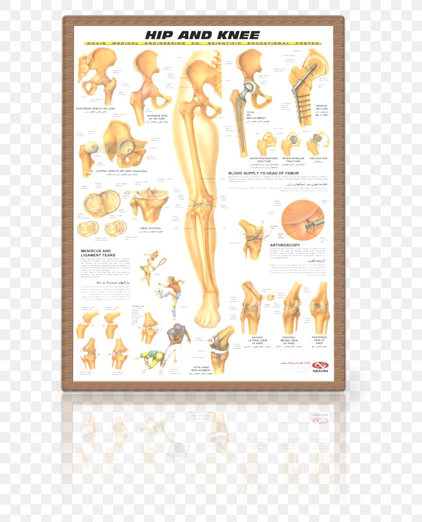 Hip Knee Joint Human Anatomy, PNG, 700x1014px, Hip, Anatomy, Chart, Computer Font, Hip Bone Download Free