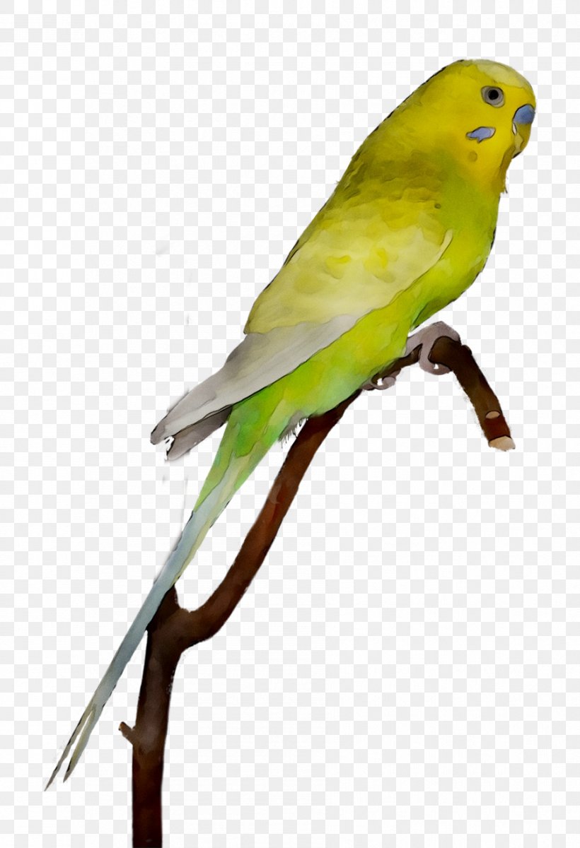 Lovebird Macaw Parakeet Feather Beak, PNG, 903x1322px, Lovebird, Atlantic Canary, Beak, Bird, Budgie Download Free