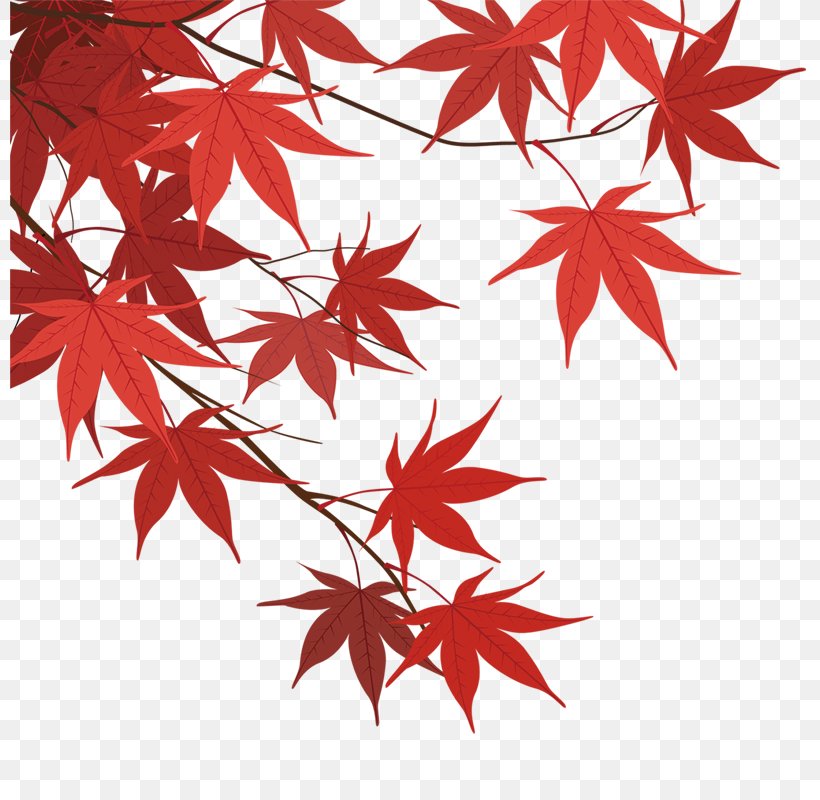 Maple Leaf, PNG, 800x800px, Maple Leaf, Branch, Coreldraw, Flower, Flowering Plant Download Free