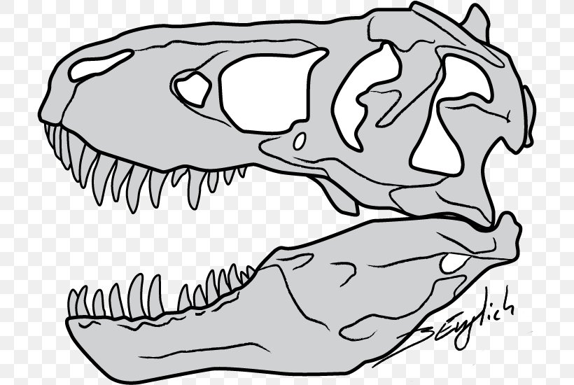 Tyrannosaurus Drawing Skull Dinosaur Sketch, PNG, 714x550px, Watercolor, Cartoon, Flower, Frame, Heart Download Free