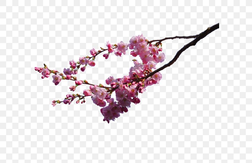 Cherry Blossom DeviantArt, PNG, 650x531px, Cherry Blossom, Art, Artist, Blossom, Branch Download Free