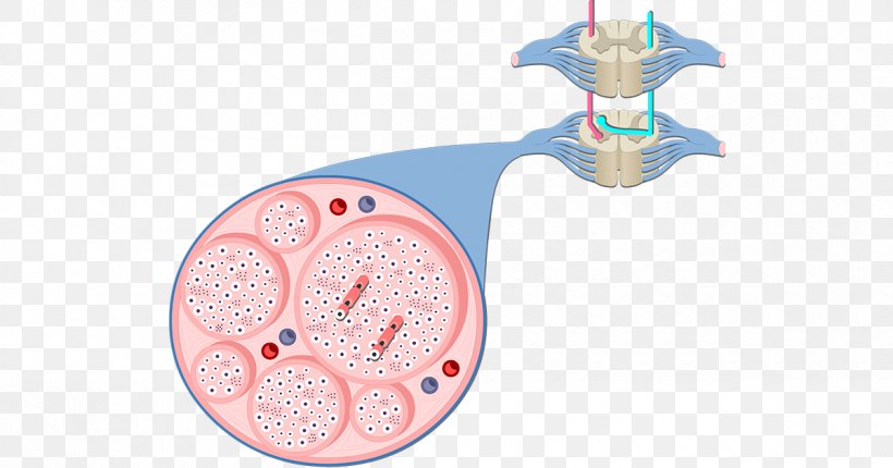 Multipolar Neuron Unipolar Neuron Interneuron Soma, PNG, 1200x630px, Watercolor, Cartoon, Flower, Frame, Heart Download Free