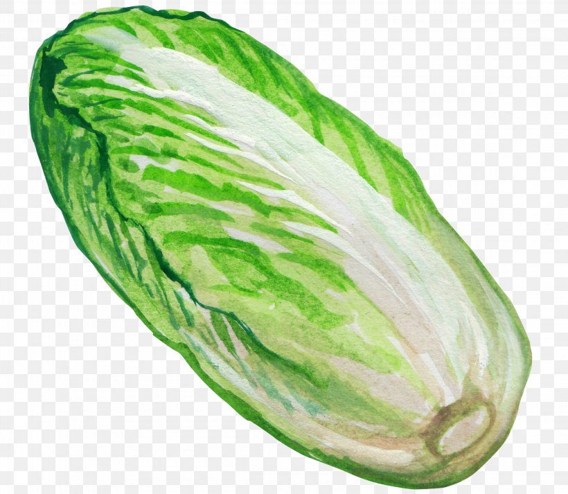 Napa Cabbage Vegetable Illustration, PNG, 2300x2000px, Cabbage, Brassica Oleracea, Capsicum Annuum, Chinese Cabbage, Cucumber Download Free